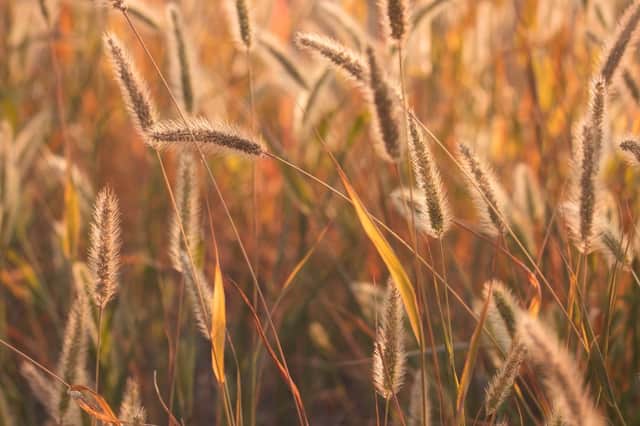 Dog owners should keep an eye out for foxtail weed this summer.